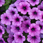 Petunia Prettytoonia Special Rose